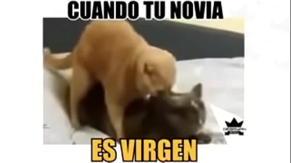 XXX gato com gata enerji Filmi